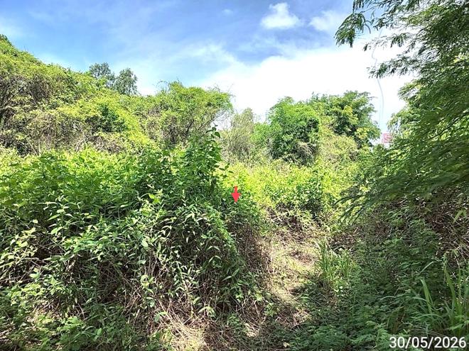 picture LAND 1753 Sq.w. Chiang Yun Maha Sarakham for 14.7M - 6/21
