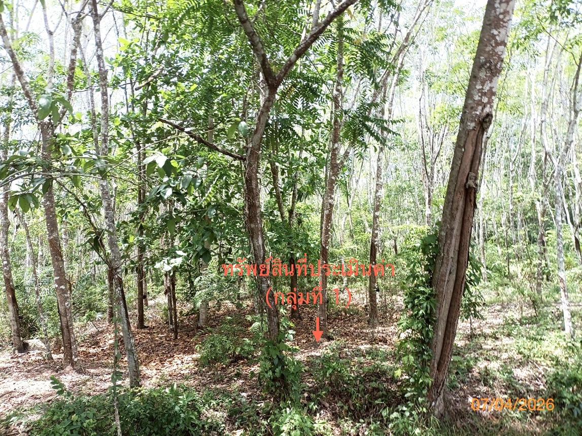 picture LAND 6005.3 Sq.w. Thung Song Nakhon Sri Thammarat for 6.3M - 13/25