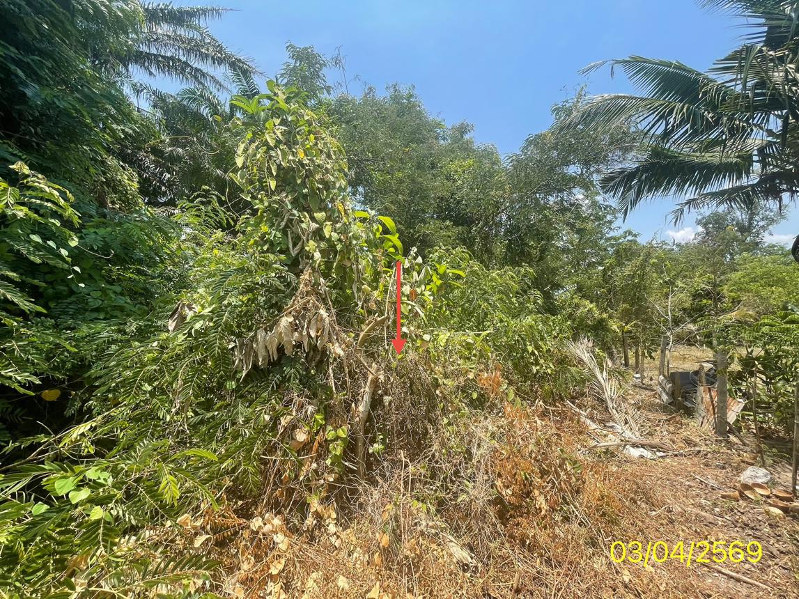 รูป ที่ดินว่างเปล่า 115 ตร.วา กันตัง ตรัง 751,000 - รูปที่ 15/21