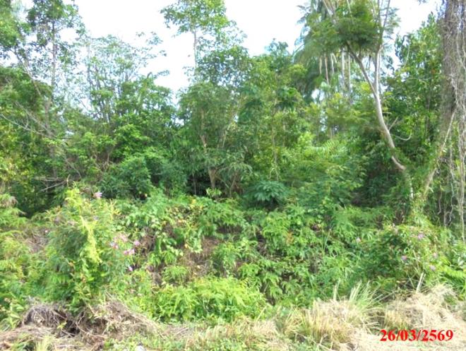 picture LAND 4183 Sq.w. Muang Narathiwat Narathiwat for 3.2M - 5/15