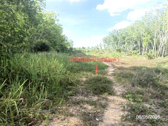 รูป ที่ดินว่างเปล่า 3226.4 ตร.วา ห้วยยอด ตรัง 2.4M - รูปที่ 8/19