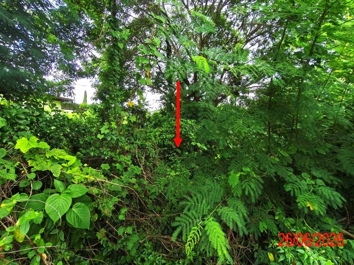 picture LAND 933 Sq.w. Hang Chat Lamphang for 2.1M - 13/21