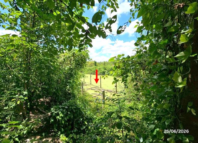 picture LAND 6391.3 Sq.w. Tron Uttaradit for 9.5M - 9/21