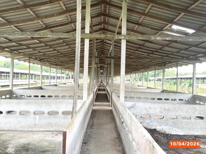 รูป ฟาร์ม 3649 ตร.วา เฉลิมพระเกียรติ นครศรีธรรมราช 8.1M - รูปที่ 11/37
