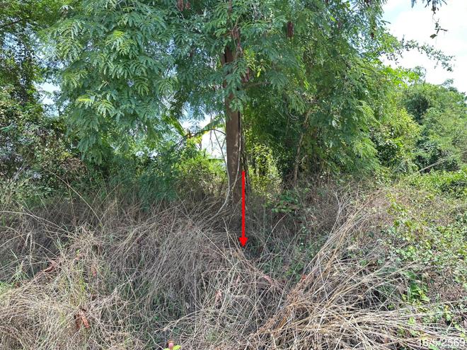 picture LAND 300 Sq.w. Taphan Hin Phichit for 980,000 - 6/21