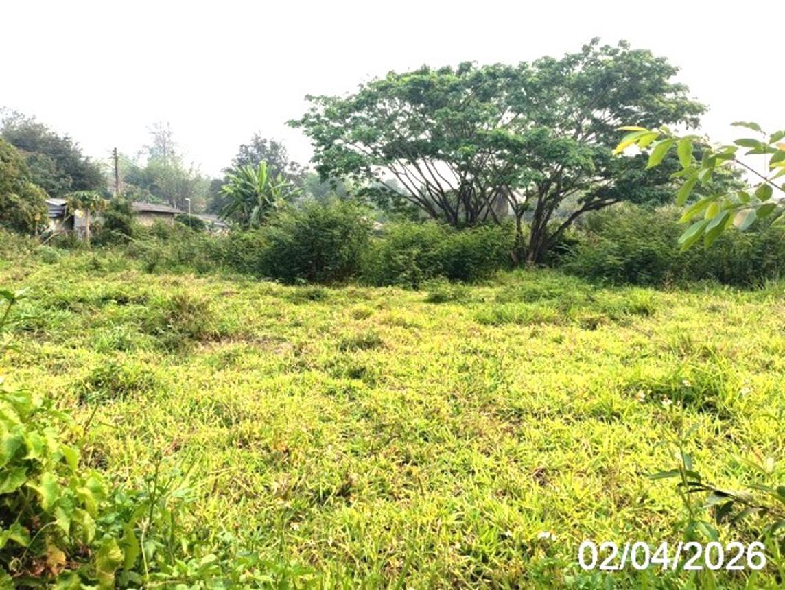 picture LAND 426.4 Sq.w. Fang Chiang Mai for 955,000 - 14/19