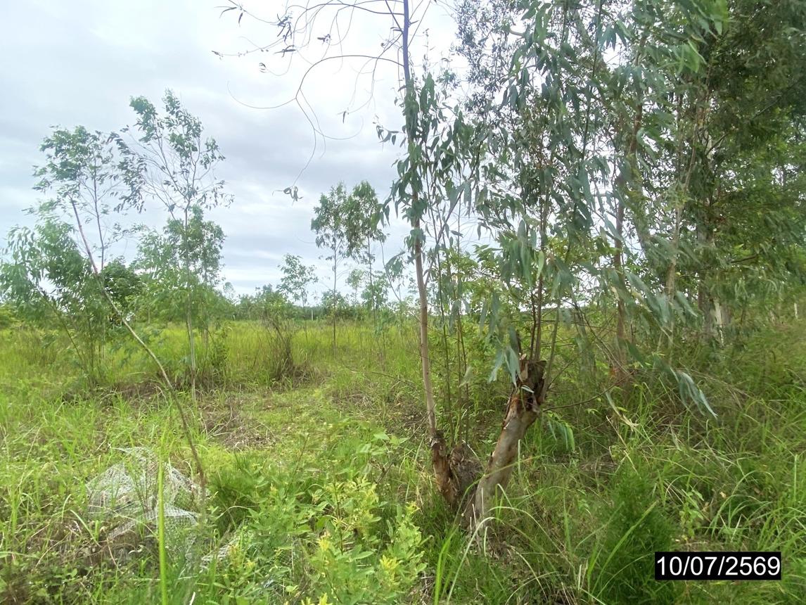 picture LAND 12067 Sq.w. Kut Chap Udon Thani for 4.5M - 17/21