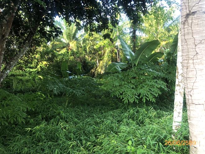 รูป ที่ดินว่างเปล่า 321.8 ตร.วา บ้านนาเดิม สุราษฎร์ธานี 547,000 - รูปที่ 7/25