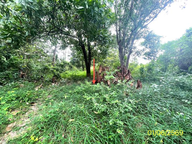 picture LAND 358.5 Sq.w. Hat Yai Songkhla for 2.1M - 6/25