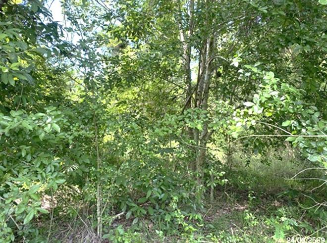 picture LAND 727.8 Sq.w. Rattaphum Songkhla for 8M - 2/21