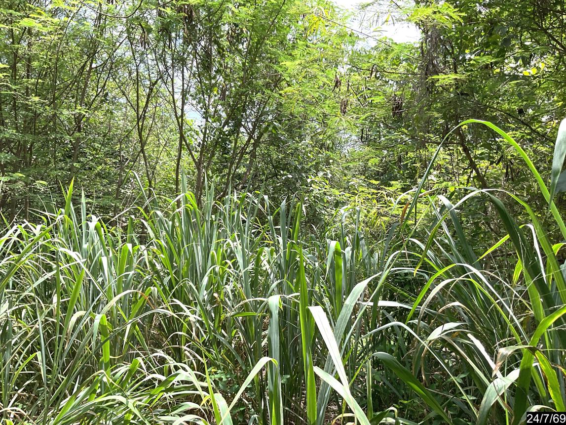 รูป ที่ดินว่างเปล่า 827 ตร.วา ภูริพิมาน ปากช่อง นครราชสีมา 3.5M - รูปที่ 13/19