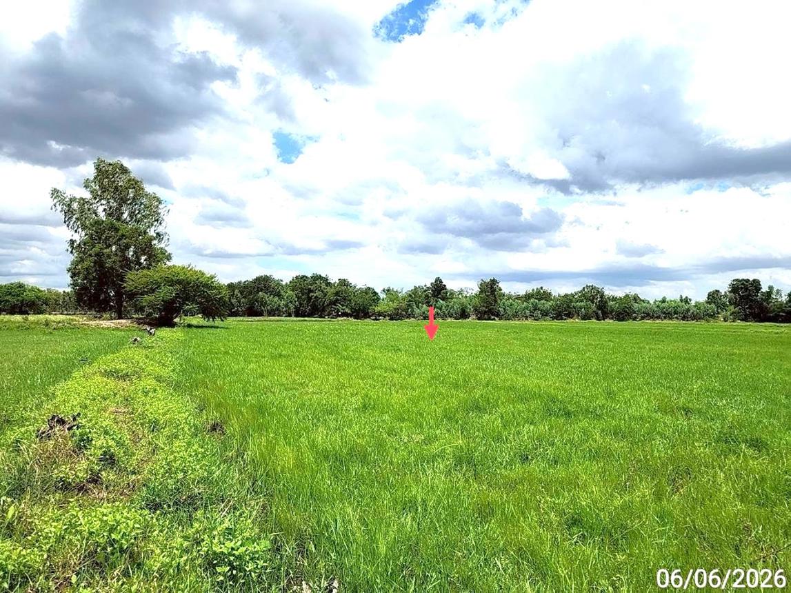 picture LAND 1235 Sq.w. Kaset Wisai Roi Et for 1.3M - 11/17