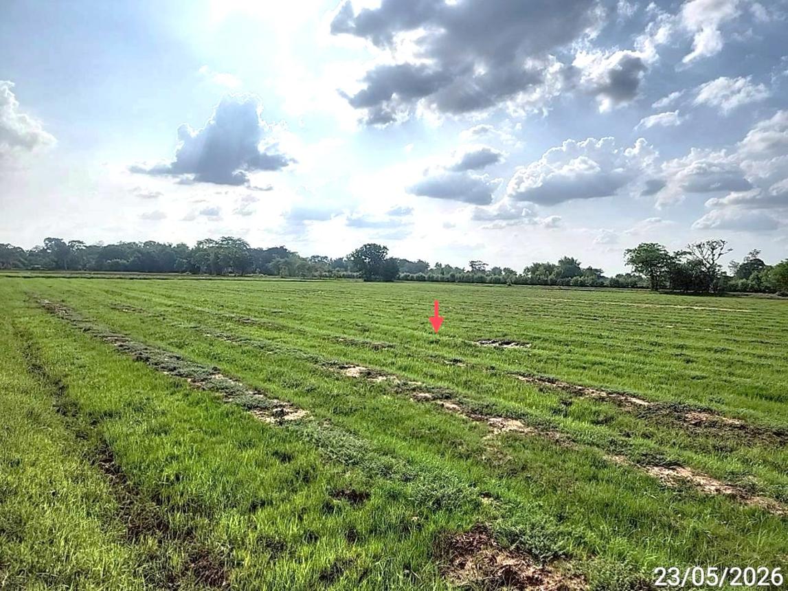 picture LAND 2647 Sq.w. Phayakkhaphum Phisai Maha Sarakham for 929,000 - 17/23