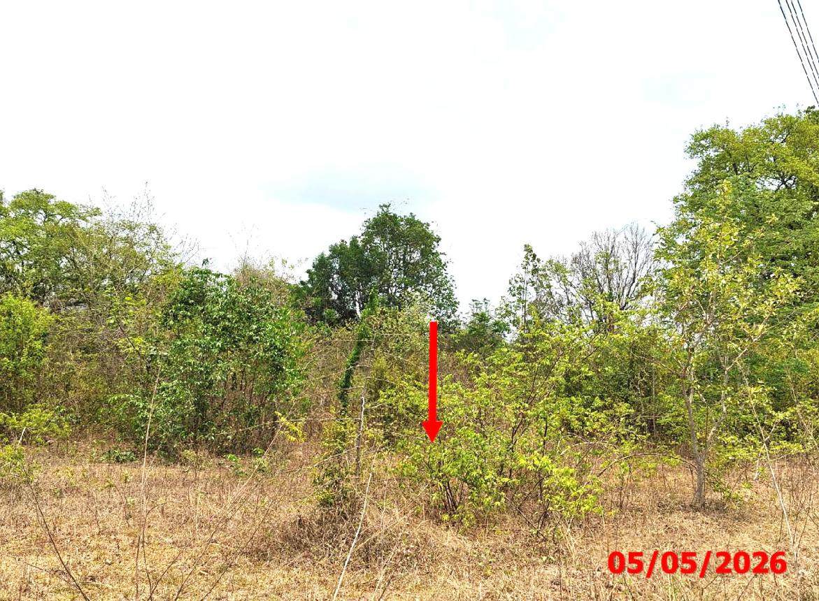 picture LAND 920 Sq.w. Mae Tha Lamphang for 1.3M - 13/21