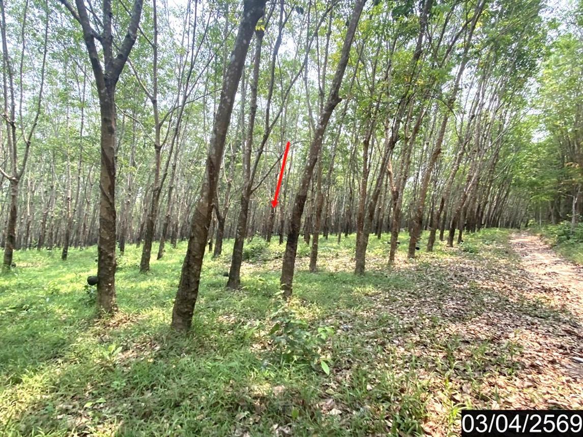 picture HOME 16600 Sq.w. Nongkai for 9.2M - 13/19