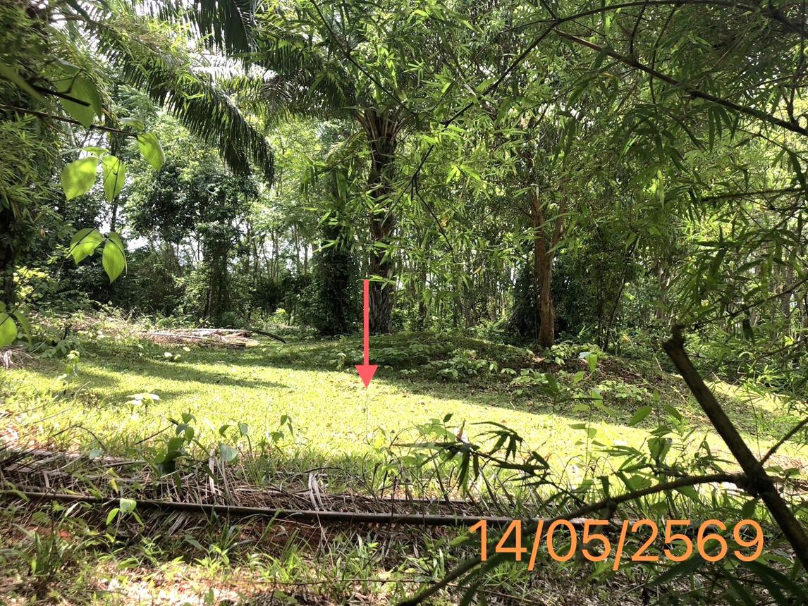 รูป ที่ดินว่างเปล่า 1120 ตร.วา คลองท่อม กระบี่ 2M - รูปที่ 11/17