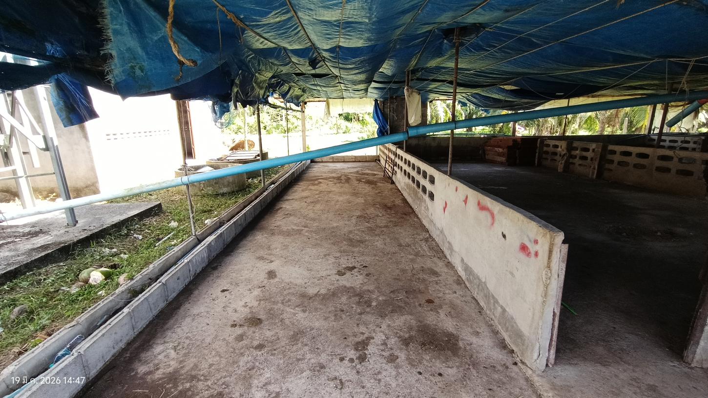 รูป ฟาร์ม 1603 ตร.วา เมืองพัทลุง พัทลุง 5.7M - รูปที่ 27/43