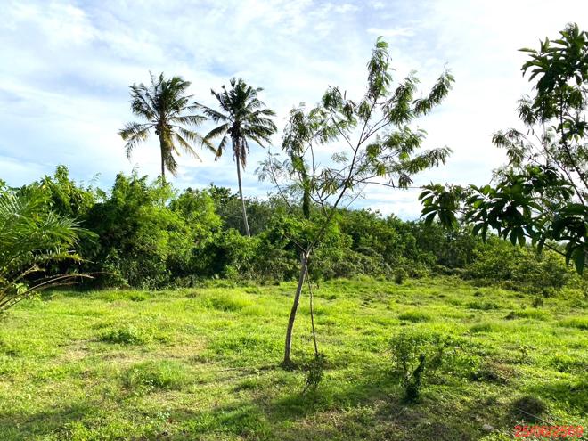 รูป ที่ดินว่างเปล่า 12454 ตร.วา เขาชัยสน พัทลุง 7.8M - รูปที่ 8/25