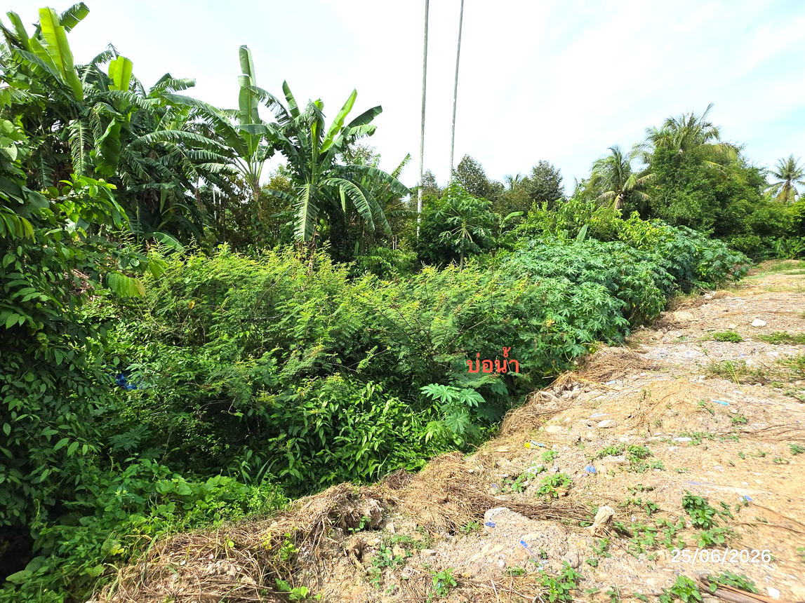 รูป ที่ดินว่างเปล่า 442 ตร.วา กาญจนดิษฐ์ สุราษฎร์ธานี 1.9M - รูปที่ 21/25