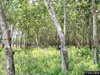 listing thumbnail image 15