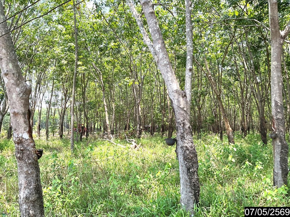 รูป ที่ดินว่างเปล่า 8400 ตร.วา ศรีวิไล บึงกาฬ 2.2M - รูปที่ 16/25