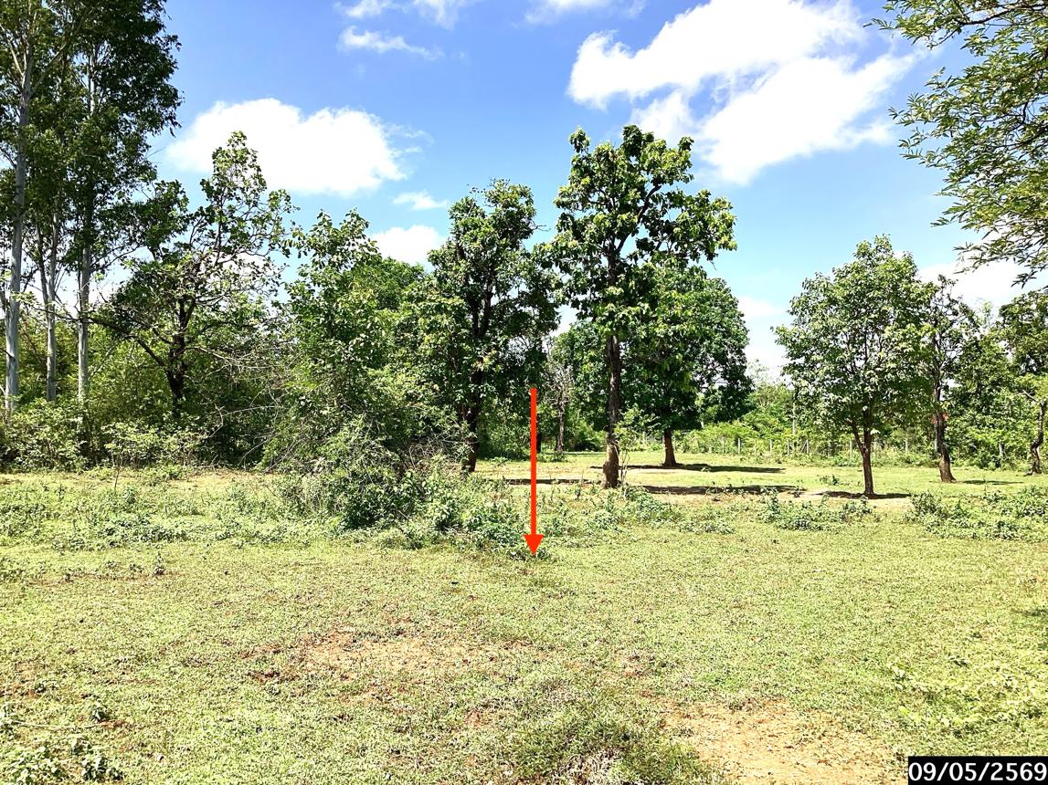 รูป ที่ดินว่างเปล่า 12389 ตร.วา กุสุมาลย์ สกลนคร 7.7M - รูปที่ 16/25