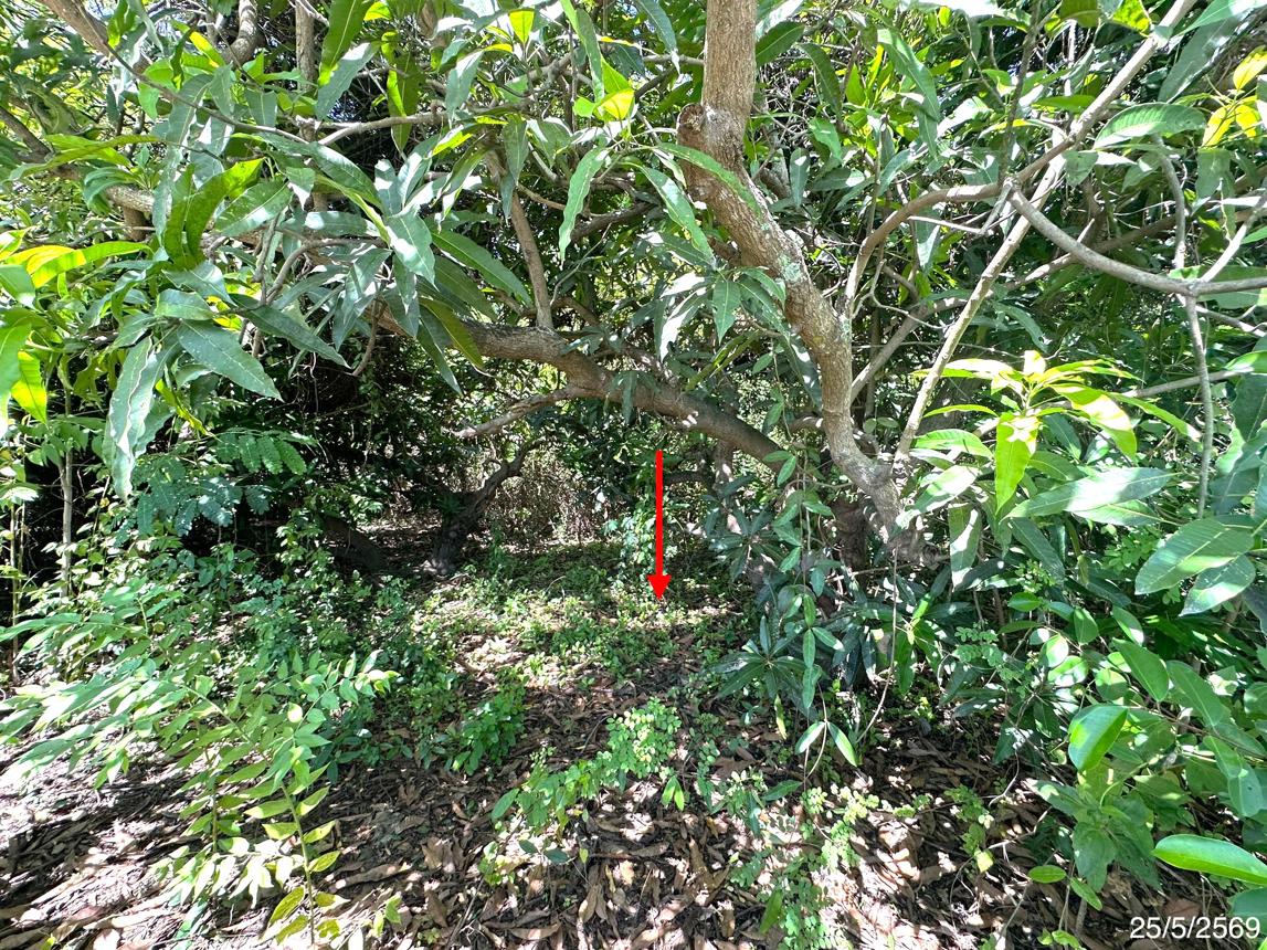 picture LAND 220 Sq.w. Thap Khlo Phichit for 1.3M - 12/19