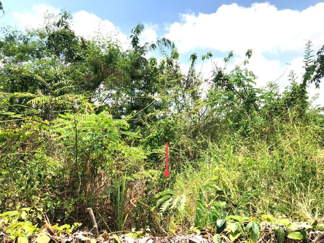 picture LAND 1271.2 Sq.w. Sawankhalok Sukhothai for 4.2M - 8/21