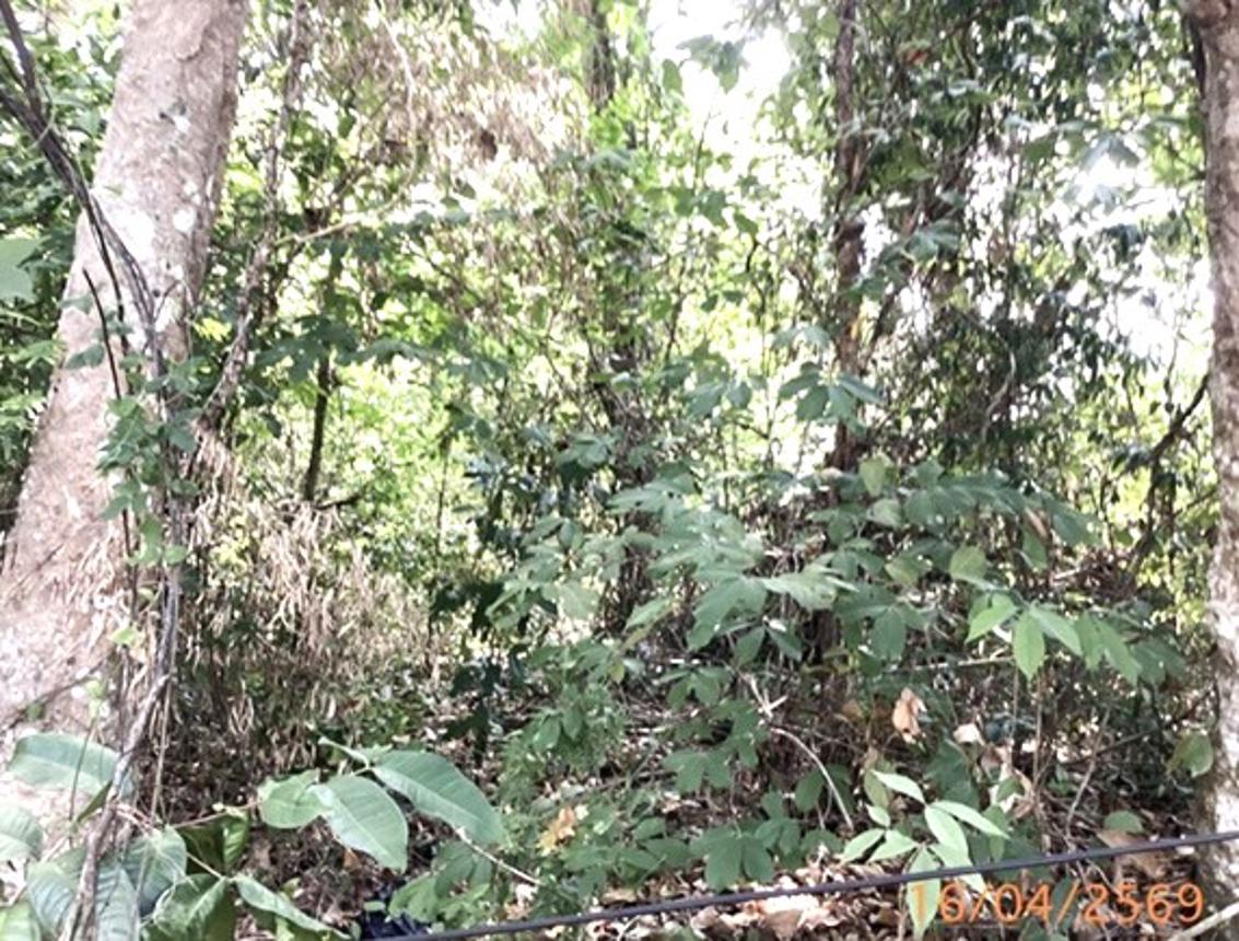 picture LAND 6417.1 Sq.w. Muang Phuket Phuket for 109M - 18/23