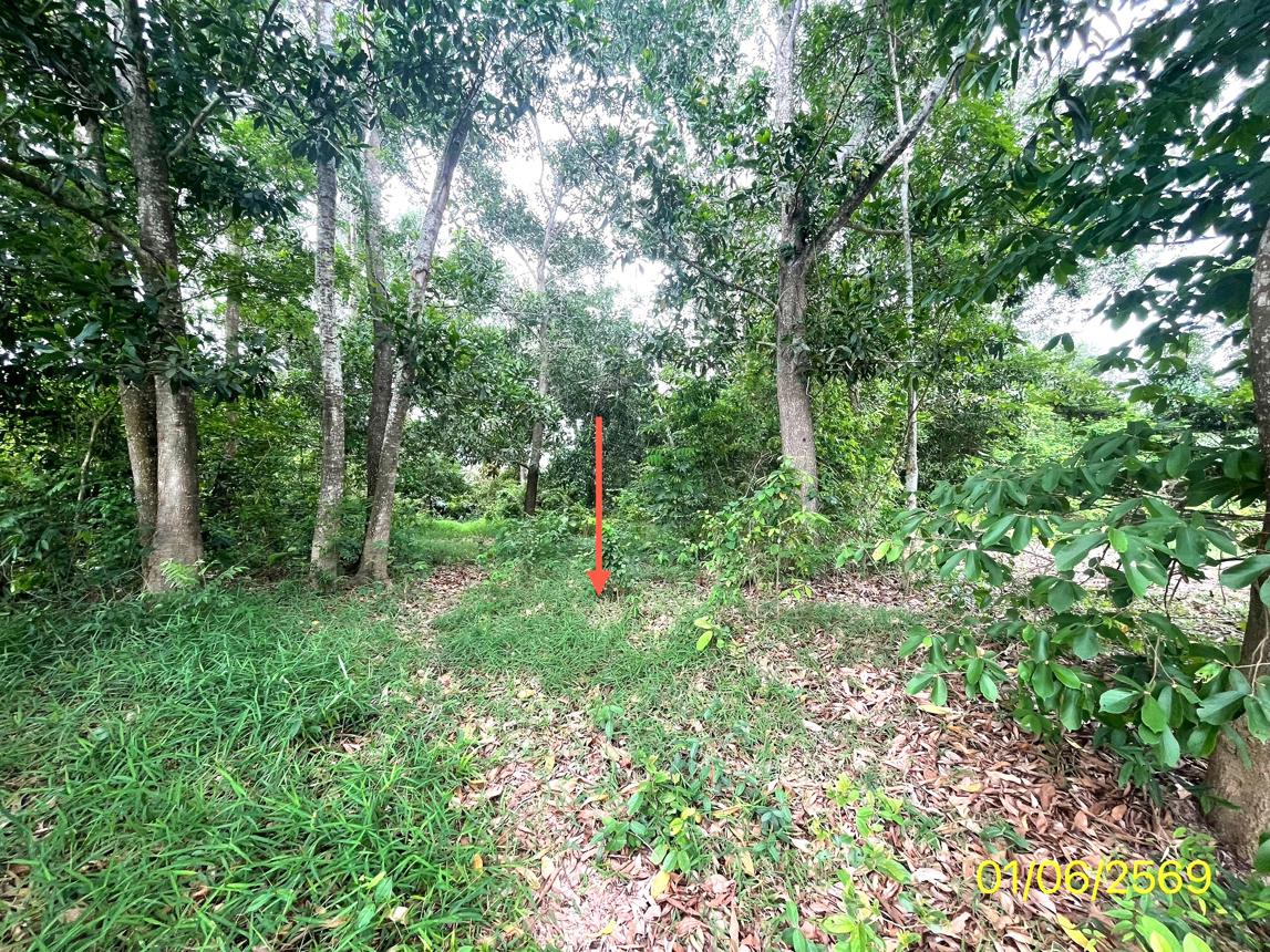 picture LAND 358.5 Sq.w. Hat Yai Songkhla for 2.1M - 14/25