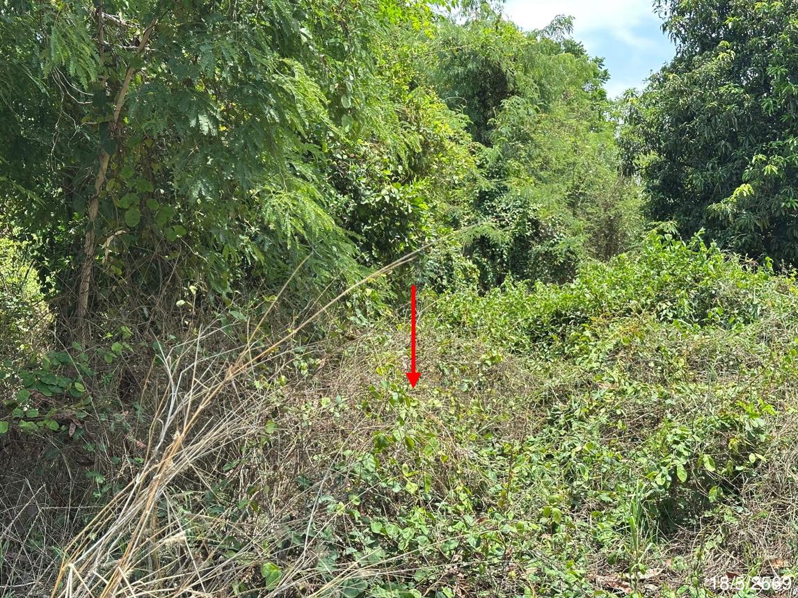 picture LAND 300 Sq.w. Taphan Hin Phichit for 980,000 - 15/21