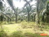 listing thumbnail image 5