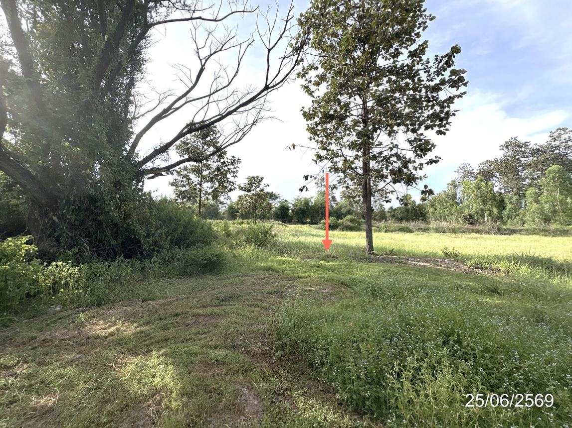 picture LAND 5200 Sq.w. Senangkhanikhom Amnat Charoen for 3.7M - 17/21