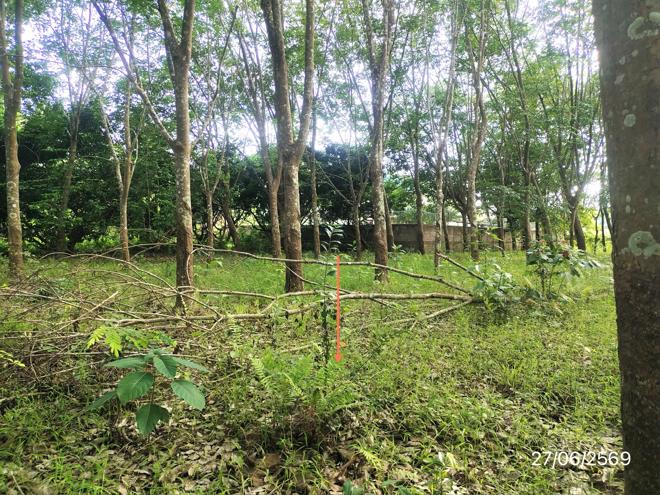 รูป ที่ดินว่างเปล่า 1070 ตร.วา ภูซาง พะเยา 2M - รูปที่ 8/23