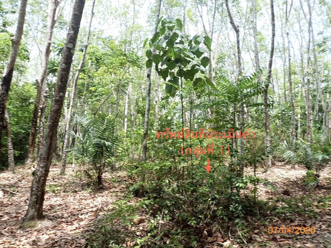 picture LAND 6005.3 Sq.w. Thung Song Nakhon Sri Thammarat for 6.3M - 15/25