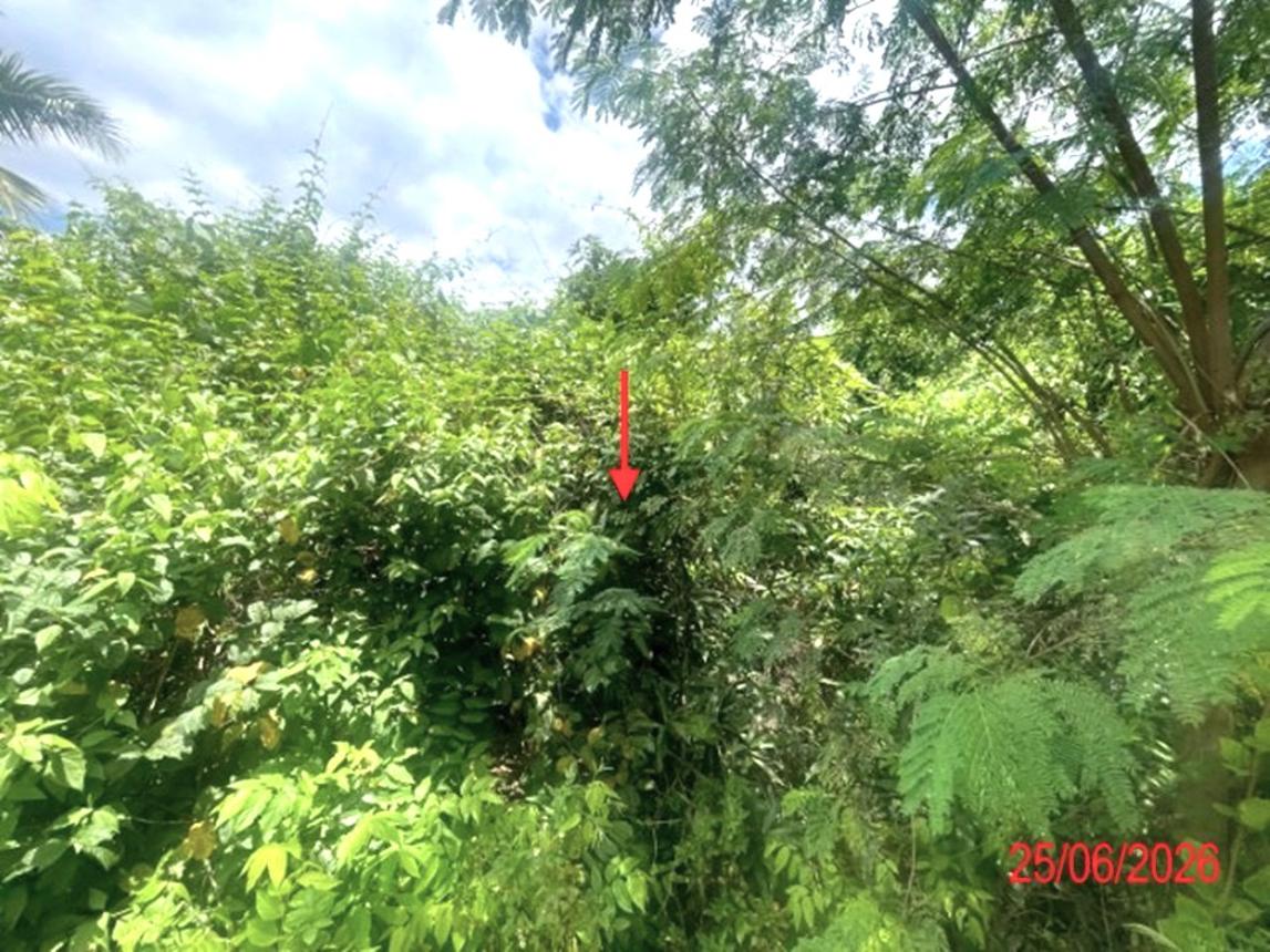 picture LAND 1248 Sq.w. Ban Hong Lamphun for 712,000 - 9/13