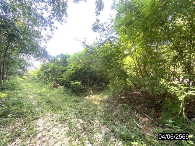 รูป ที่ดินว่างเปล่า 12418 ตร.วา เมืองบึงกาฬ บึงกาฬ 11M - รูปที่ 6/19
