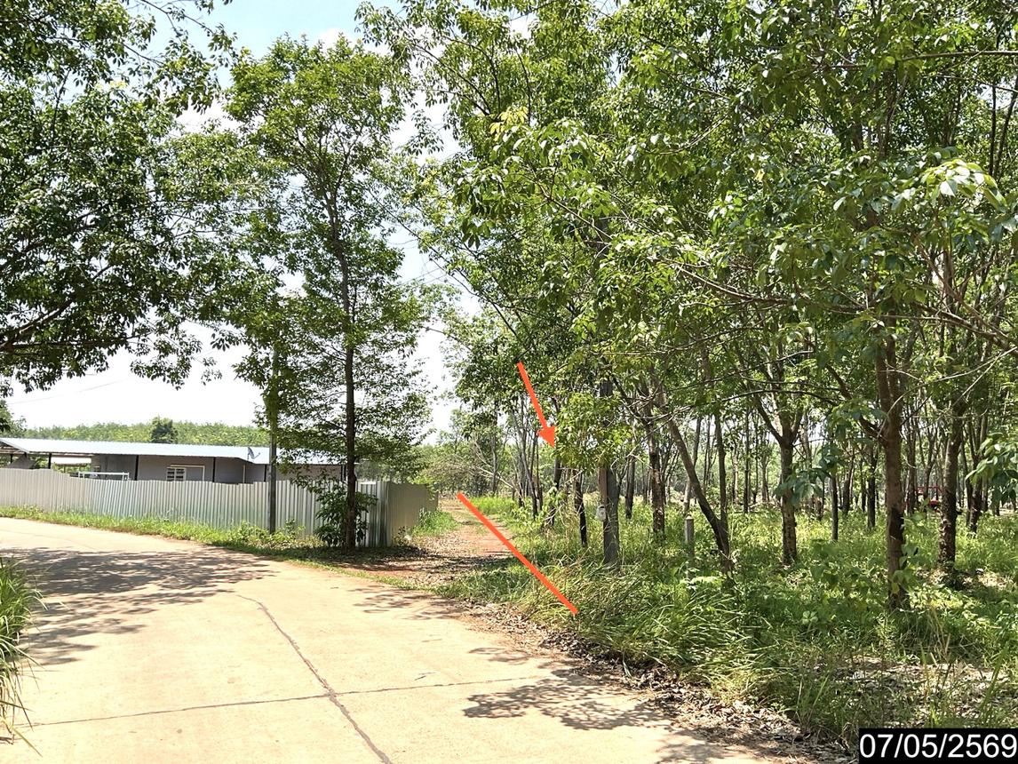 รูป ที่ดินว่างเปล่า 8400 ตร.วา ศรีวิไล บึงกาฬ 2.2M - รูปที่ 21/25