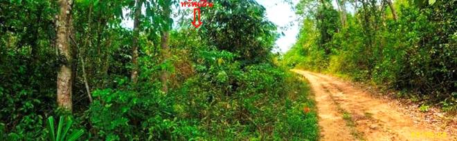 รูป สวนเกษตร 1539 ตร.วา แม่ลาน ปัตตานี 1.4M - รูปที่ 10/23