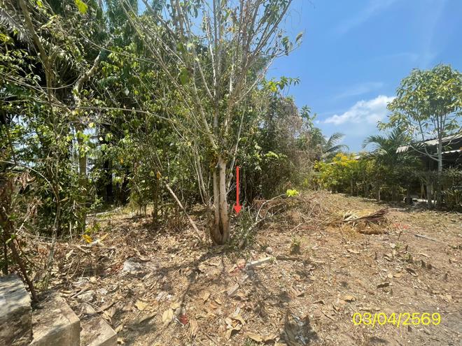 รูป ที่ดินว่างเปล่า 115 ตร.วา กันตัง ตรัง 751,000 - รูปที่ 6/21