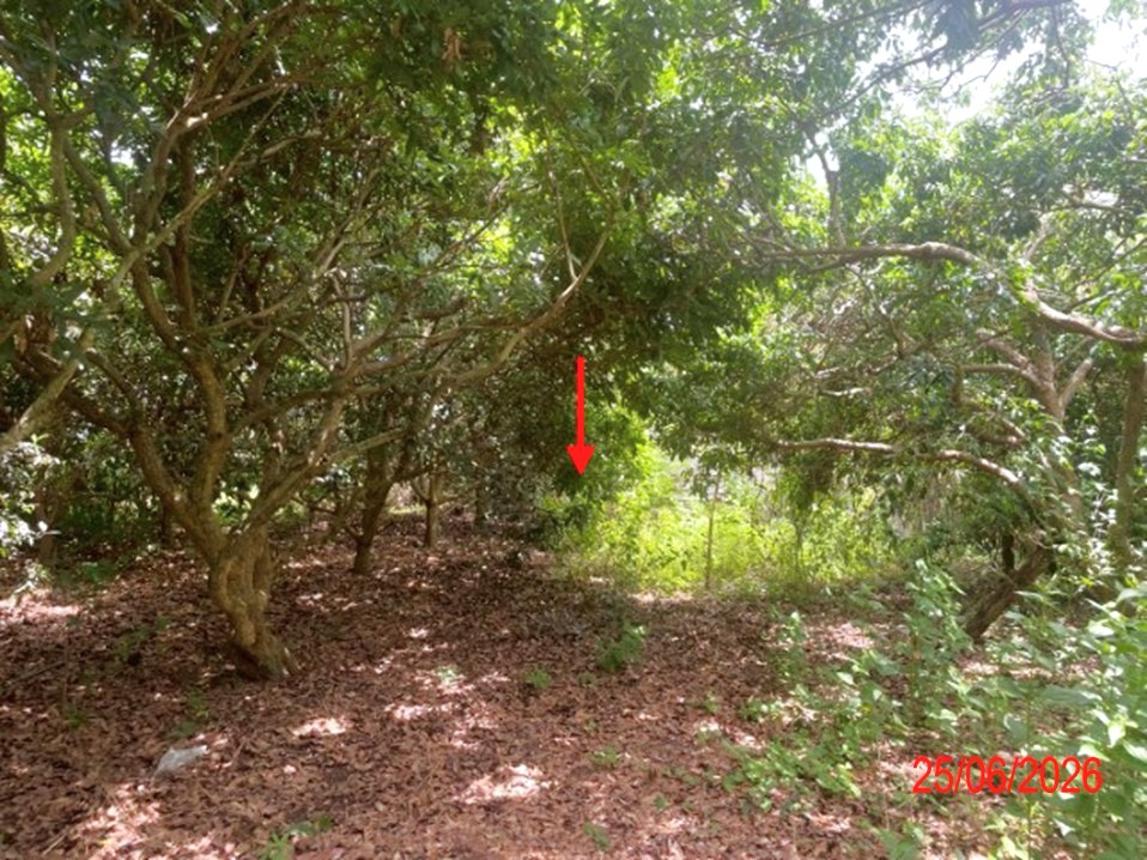 picture LAND 1248 Sq.w. Ban Hong Lamphun for 712,000 - 8/13
