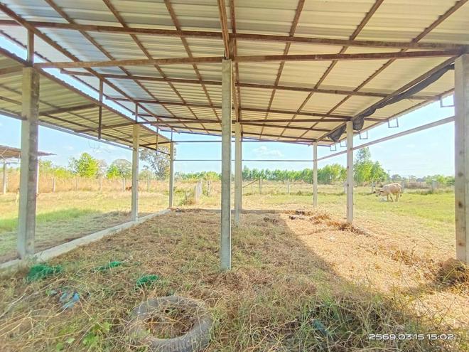 รูป โกดัง 12659 ตร.วา พยัคฆภูมิพิสัย มหาสารคาม 5.4M - รูปที่ 20/51
