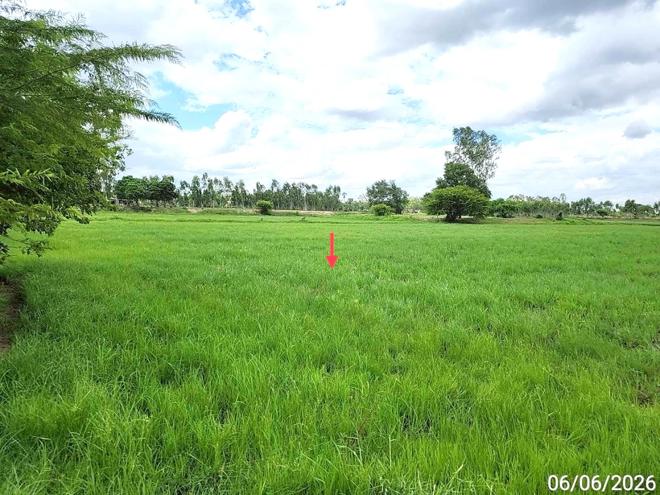 picture LAND 1235 Sq.w. Kaset Wisai Roi Et for 1.3M - 6/17