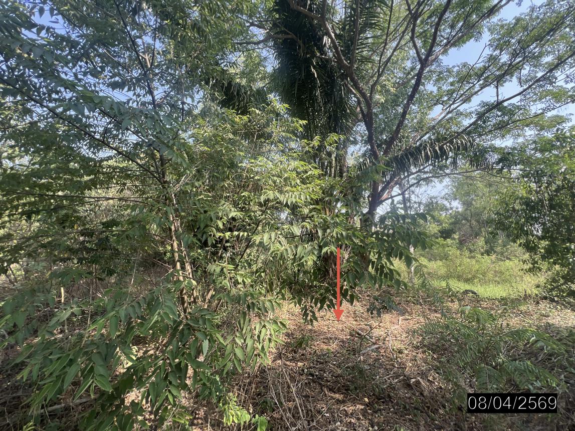 รูป บ้านเดี่ยว 460.9 ตร.วา เมืองอุบลราชธานี อุบลราชธานี 1.7M - รูปที่ 31/35