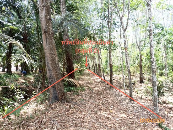 picture LAND 6005.3 Sq.w. Thung Song Nakhon Sri Thammarat for 6.3M - 8/25