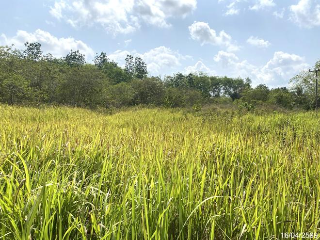 picture LAND 5417 Sq.w. Na Thawi Songkhla for 4.1M - 6/15