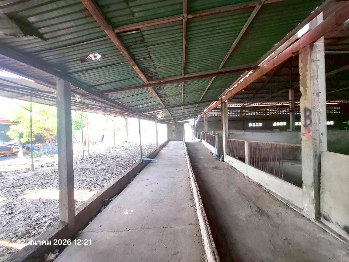 รูป ฟาร์ม 848.1 ตร.วา ศรีสำโรง สุโขทัย 2.2M - รูปที่ 16/31