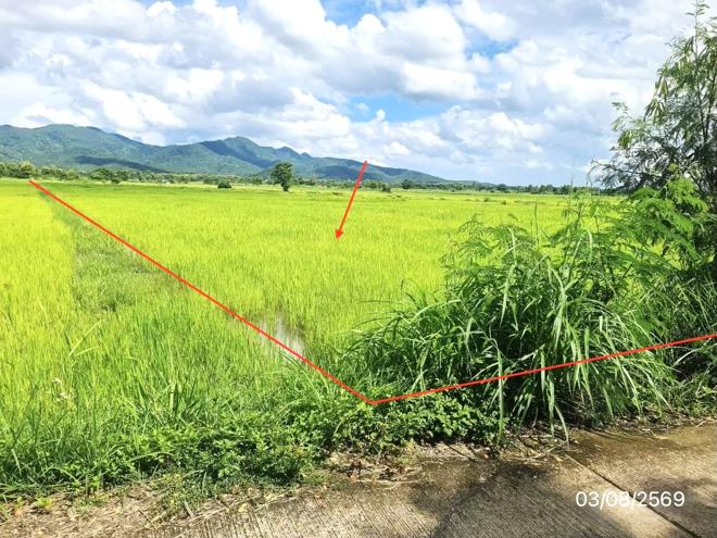 picture LAND 2203 Sq.w. Chun Phayao for 1.7M - 5/21