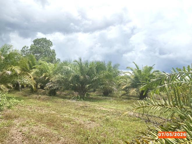 รูป ที่ดินว่างเปล่า 4886 ตร.วา ทุ่งสง นครศรีธรรมราช 3.2M - รูปที่ 5/15