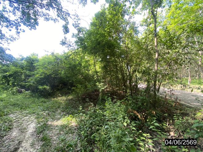 รูป ที่ดินว่างเปล่า 12418 ตร.วา เมืองบึงกาฬ บึงกาฬ 11M - รูปที่ 7/19